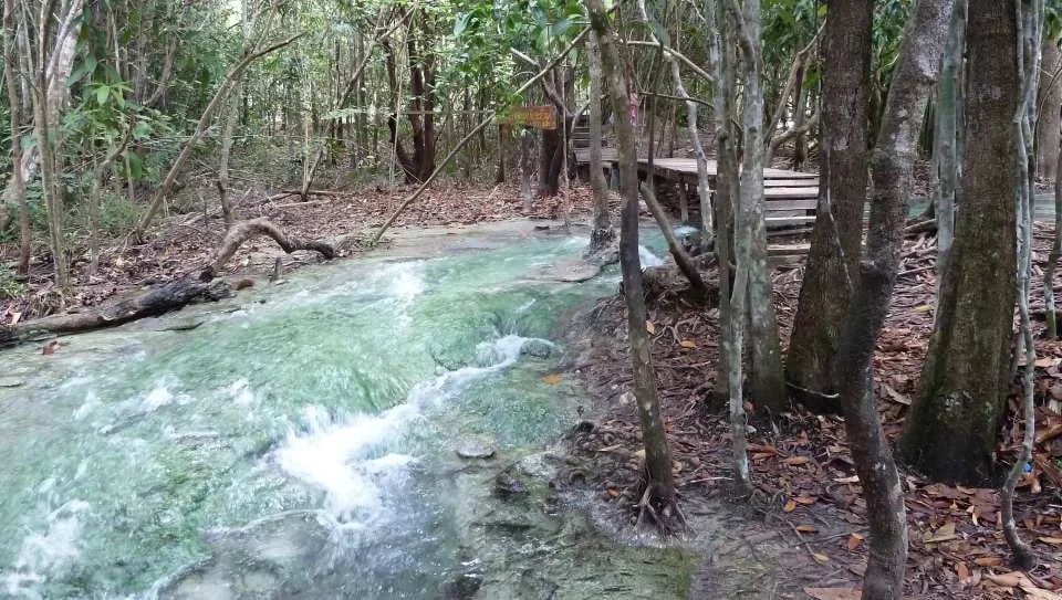 The Wonders of Thailand's Last Lowland Rainforest