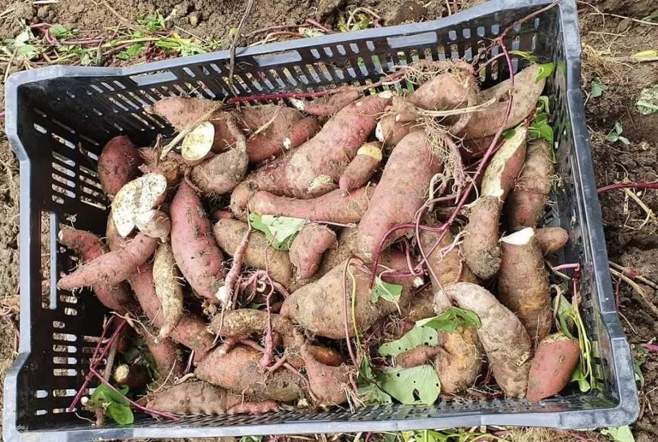Taipei｜Little Farmer Half-day Experience｜Carrot Pulling Experience & Carrot Cake Making DIY． Sweet potato pulling experience & sweet potato round making DIY｜Wild Grass Flower and Fruit Organic Farm