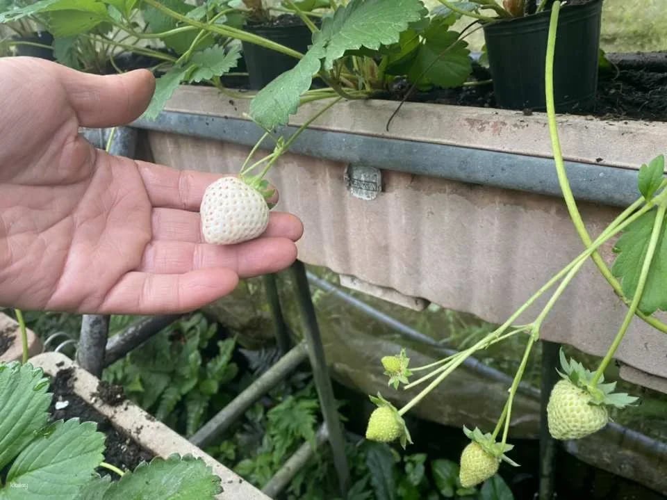 Taipei｜Little Farmer Half-day Experience｜Carrot Pulling Experience & Carrot Cake Making DIY． Sweet potato pulling experience & sweet potato round making DIY｜Wild Grass Flower and Fruit Organic Farm
