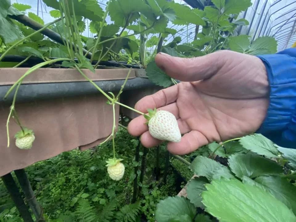 Taipei｜Little Farmer Half-day Experience｜Carrot Pulling Experience & Carrot Cake Making DIY． Sweet potato pulling experience & sweet potato round making DIY｜Wild Grass Flower and Fruit Organic Farm