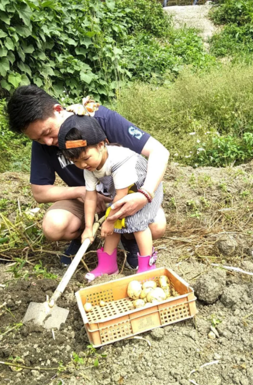 Taipei, Taiwan | One-day Little Farmer Experience | BBQ Kiln & Farming Experience & DIY Rice Snacks | Wild Grass Flower Fruit Organic Farm