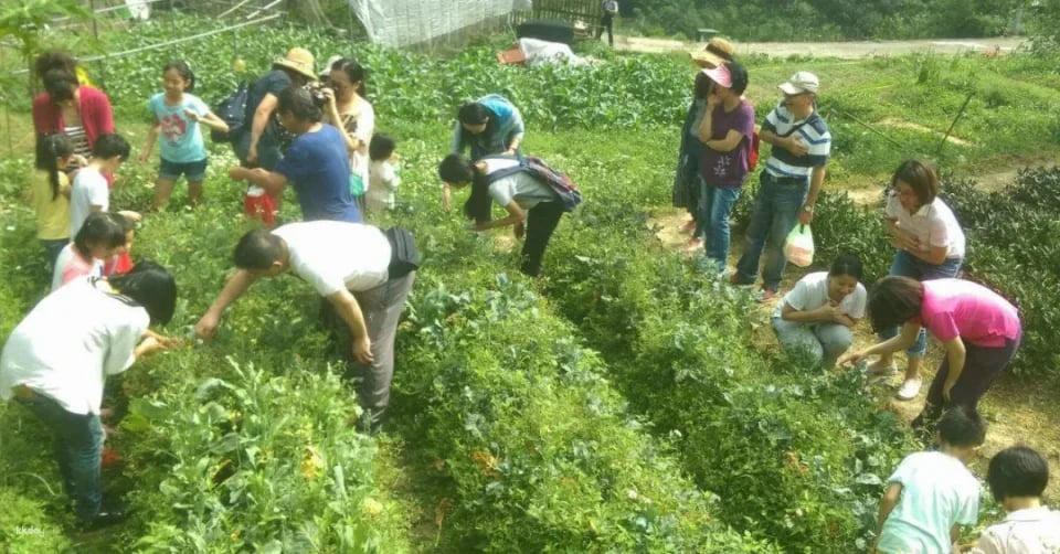 Taipei, Taiwan | One-day Little Farmer Experience | BBQ Kiln & Farming Experience & DIY Rice Snacks | Wild Grass Flower Fruit Organic Farm