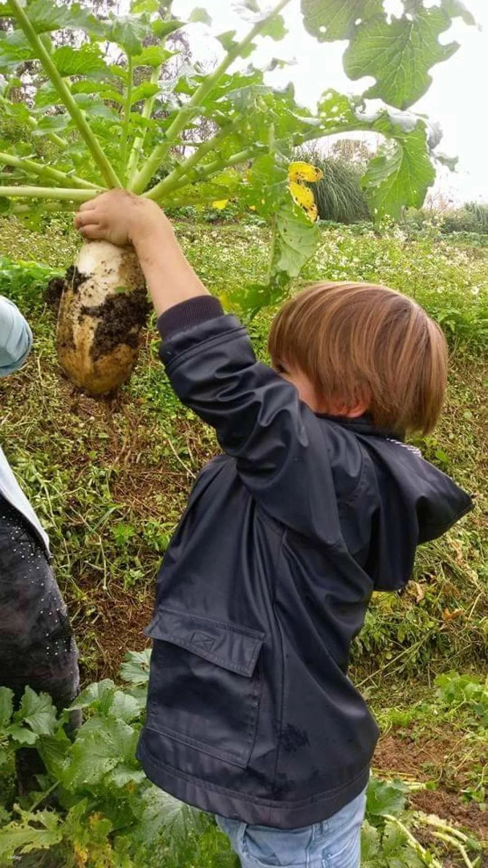 Taipei, Taiwan | One-day Little Farmer Experience | BBQ Kiln & Farming Experience & DIY Rice Snacks | Wild Grass Flower Fruit Organic Farm