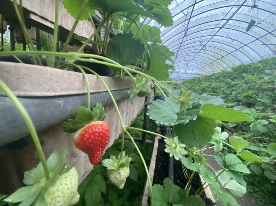 Taipei, Taiwan | One-day Little Farmer Experience | BBQ Kiln & Farming Experience & DIY Rice Snacks | Wild Grass Flower Fruit Organic Farm