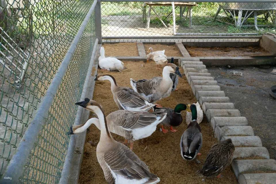 Tainan Zoumalai Farm Tickets