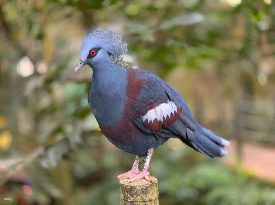 Tickets for Nantou Phoenix Valley Bird Park Ecological Park and Chelungpu Fault Preservation Park