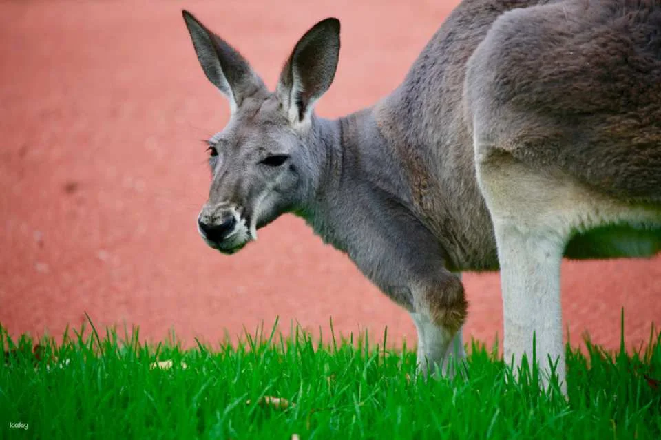 [Eco Tour] Melbourne Healesville Sanctuary: Admission Ticket | Australia