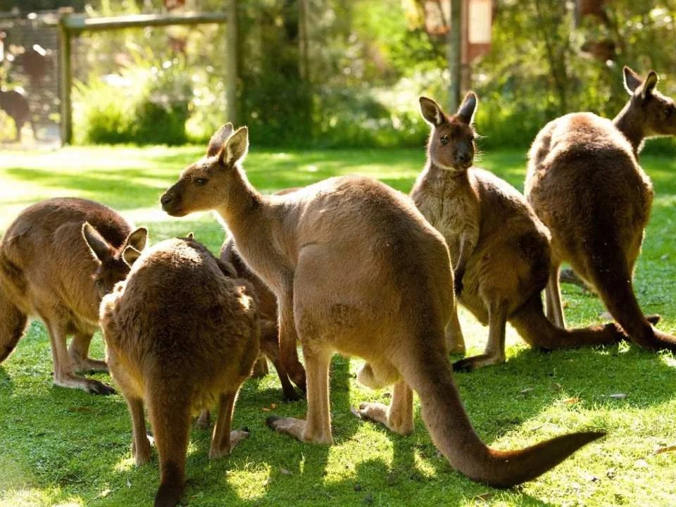 [Eco Tour] Melbourne Healesville Sanctuary: Admission Ticket | Australia