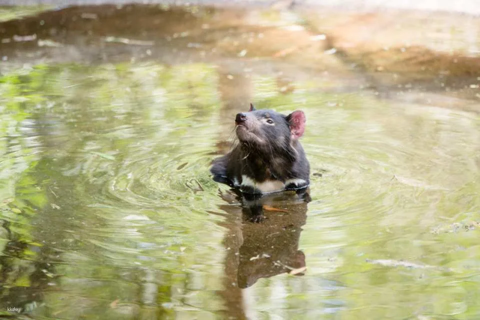 [Eco Tour] Melbourne Healesville Sanctuary: Admission Ticket | Australia
