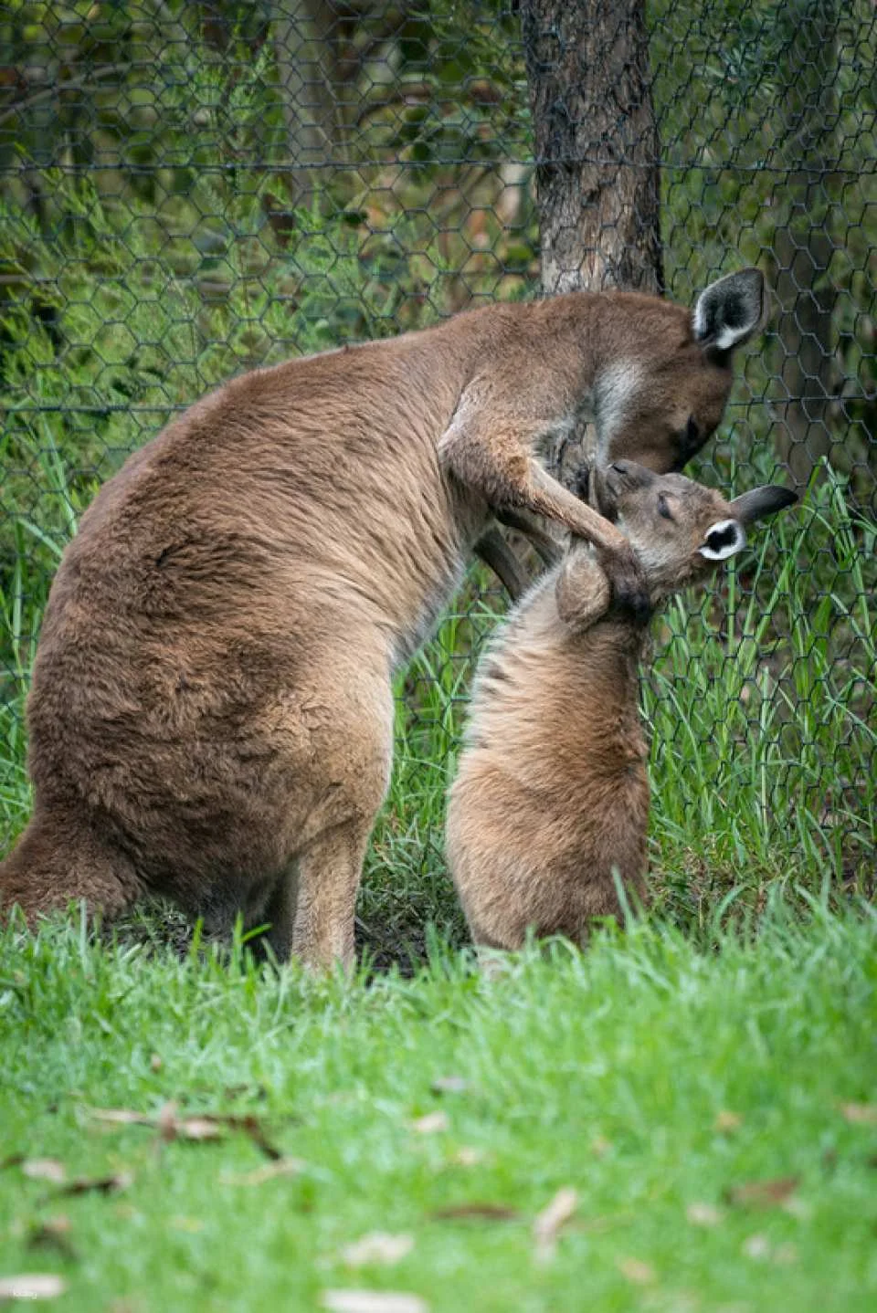 [Eco Tour] Melbourne Healesville Sanctuary: Admission Ticket | Australia