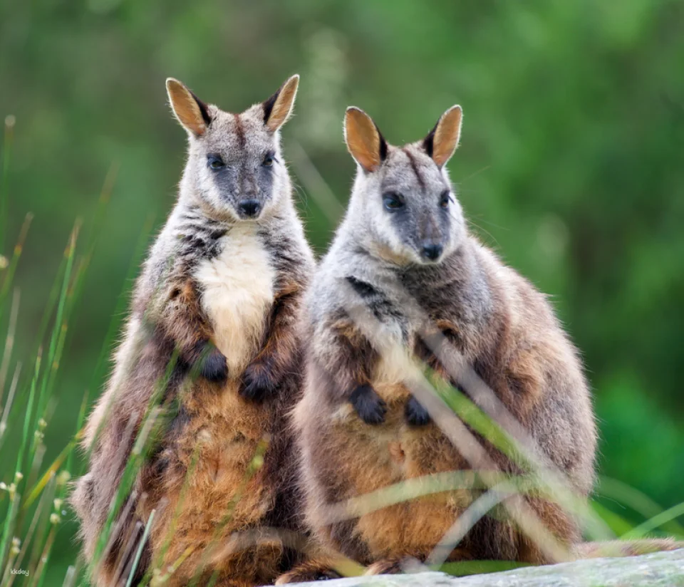 [Eco Tour] Melbourne Healesville Sanctuary: Admission Ticket | Australia