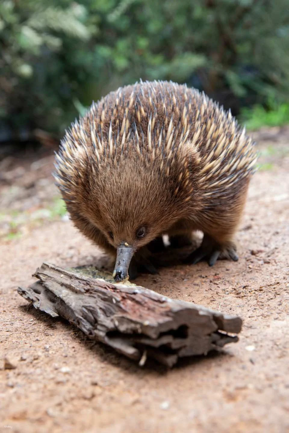 [Eco Tour] Melbourne Healesville Sanctuary: Admission Ticket | Australia