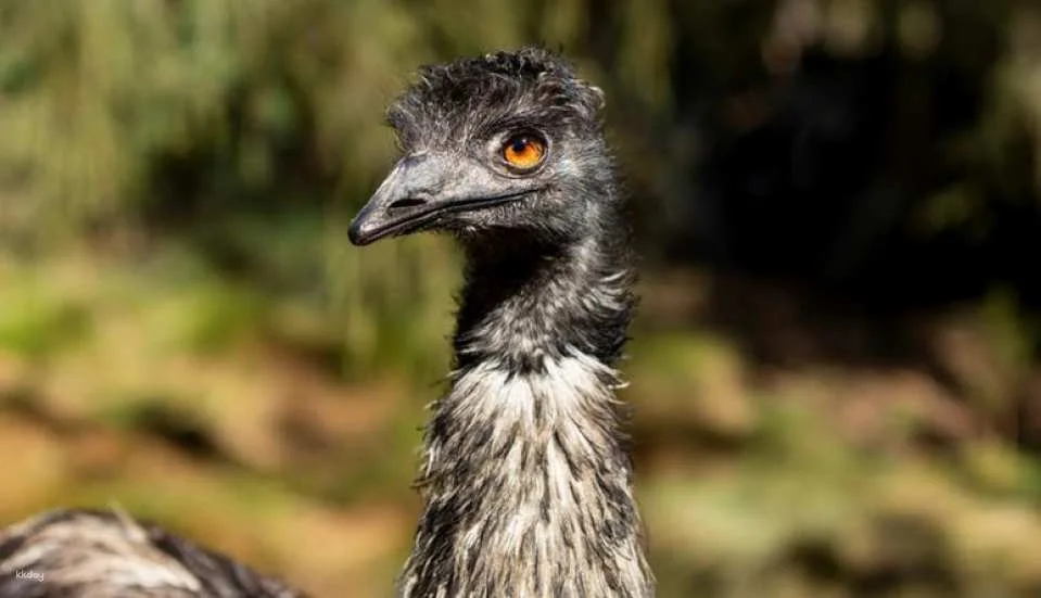 [Eco Tour] Melbourne Healesville Sanctuary: Admission Ticket | Australia