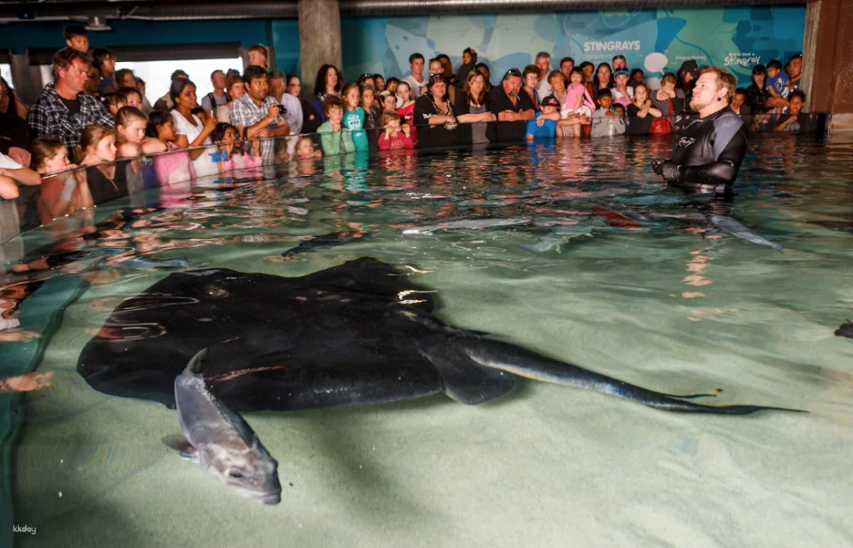 SEA LIFE Kelly Tarlton's Aquarium General Admission | Auckland