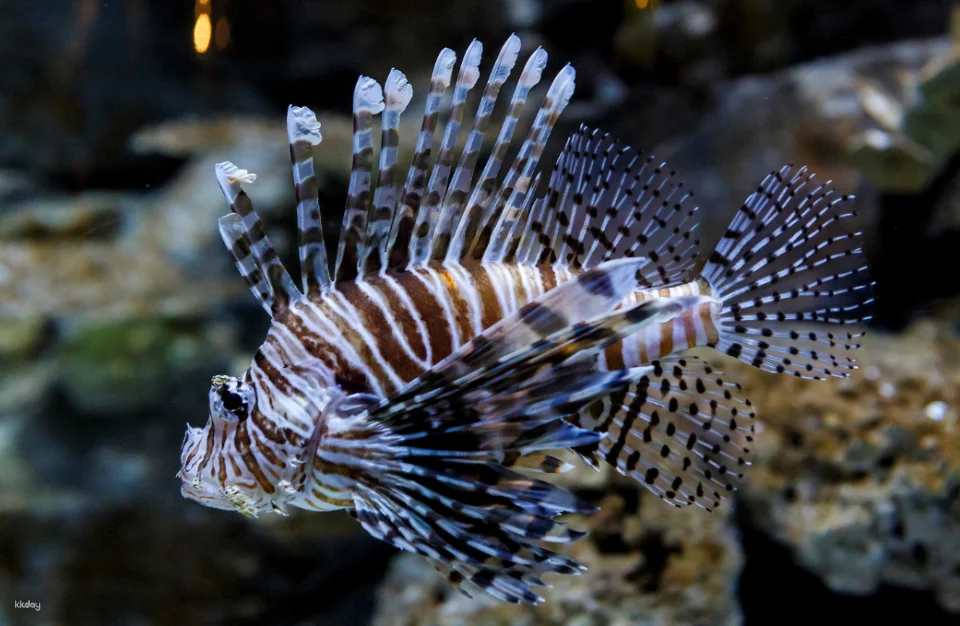 SEA LIFE Kelly Tarlton's Aquarium General Admission | Auckland