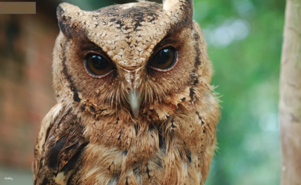 Penang Bird Park Ticket | Malaysia