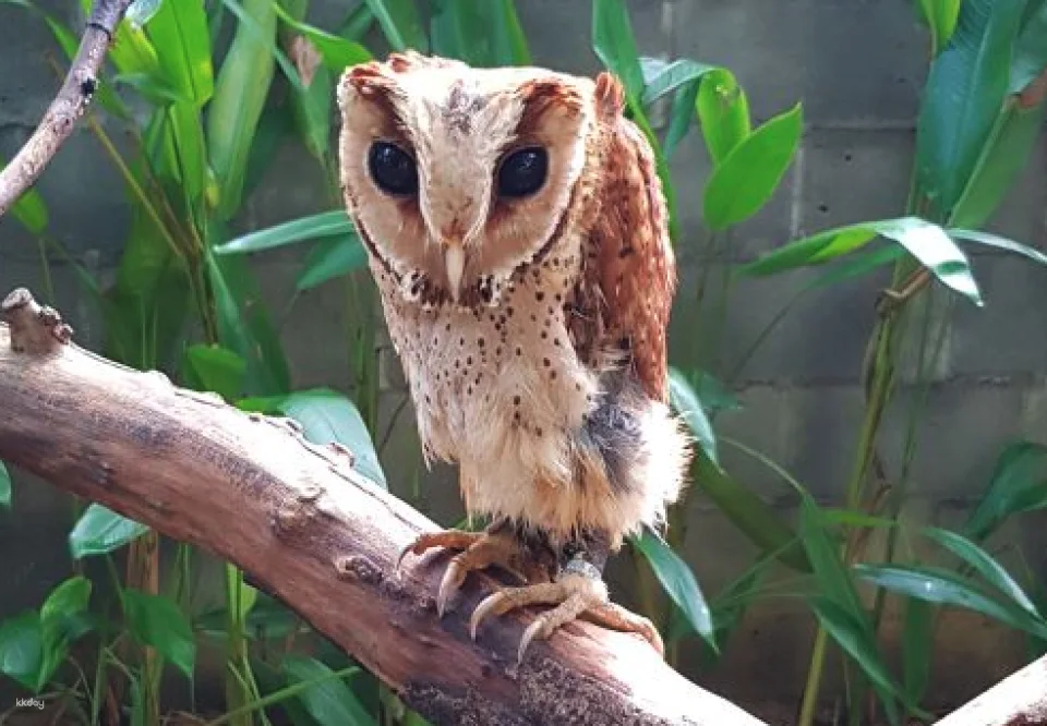 Penang Bird Park Ticket | Malaysia