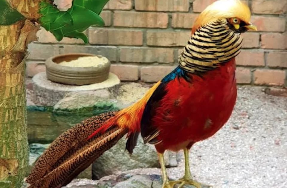 Penang Bird Park Ticket | Malaysia