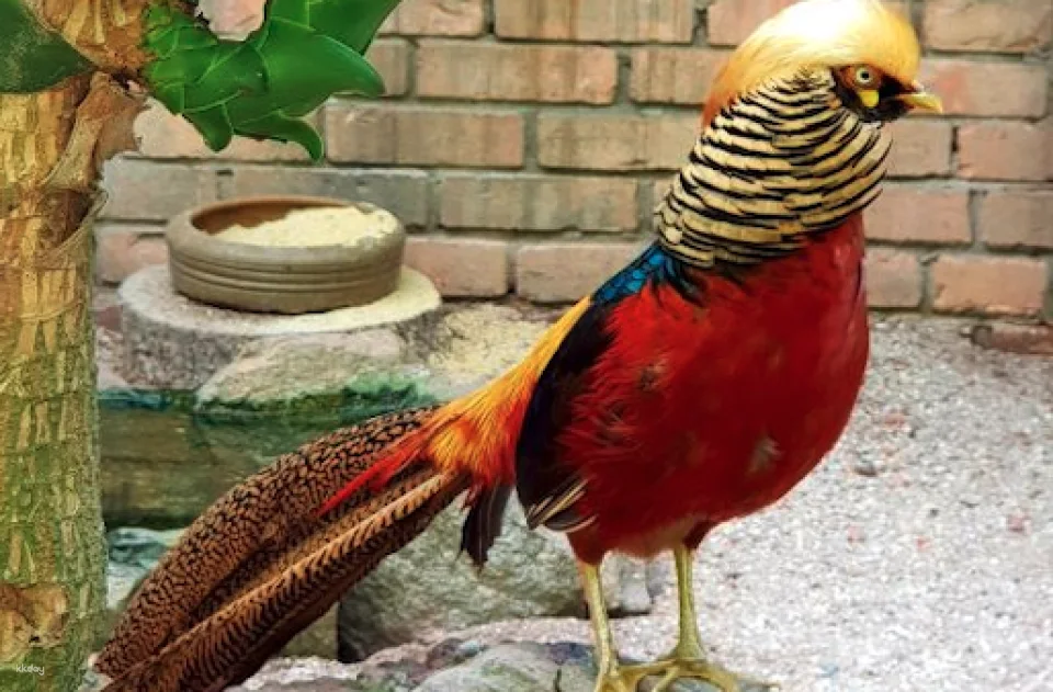 Penang Bird Park Ticket | Malaysia