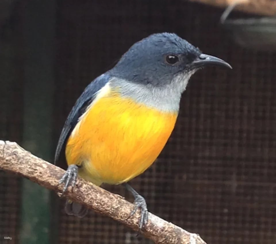 Penang Bird Park Ticket | Malaysia