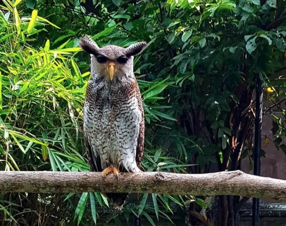 Penang Bird Park Ticket | Malaysia
