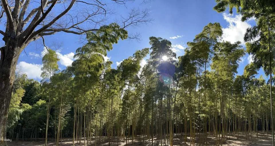 Four Seasons Bamboo Forest Wakayama Farm Ticket | Tochigi