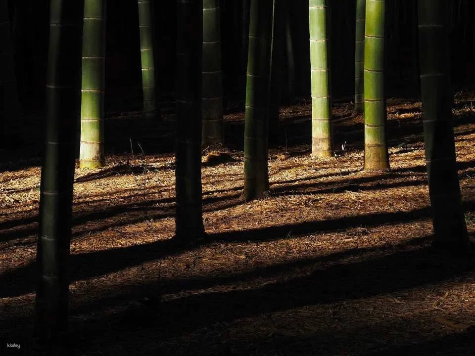 Four Seasons Bamboo Forest Wakayama Farm Ticket | Tochigi