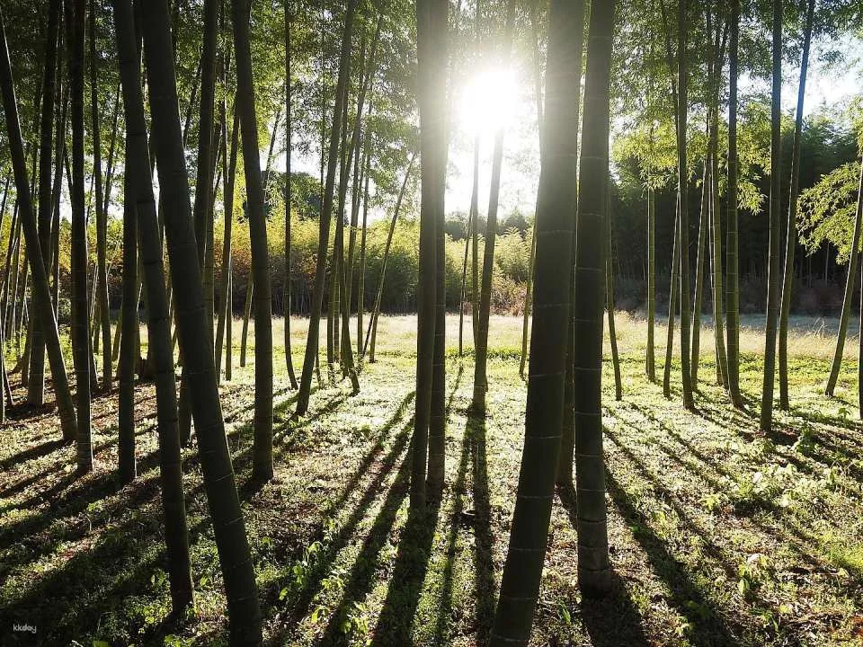 Four Seasons Bamboo Forest Wakayama Farm Ticket | Tochigi