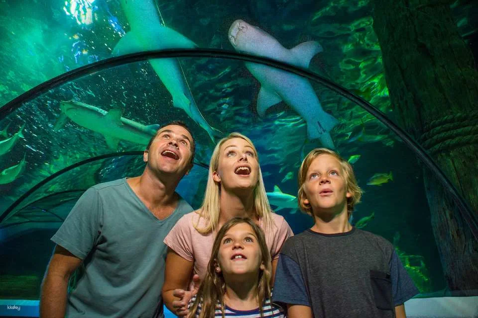 SEA LIFE Sunshine Coast Aquarium Ticket | Queensland