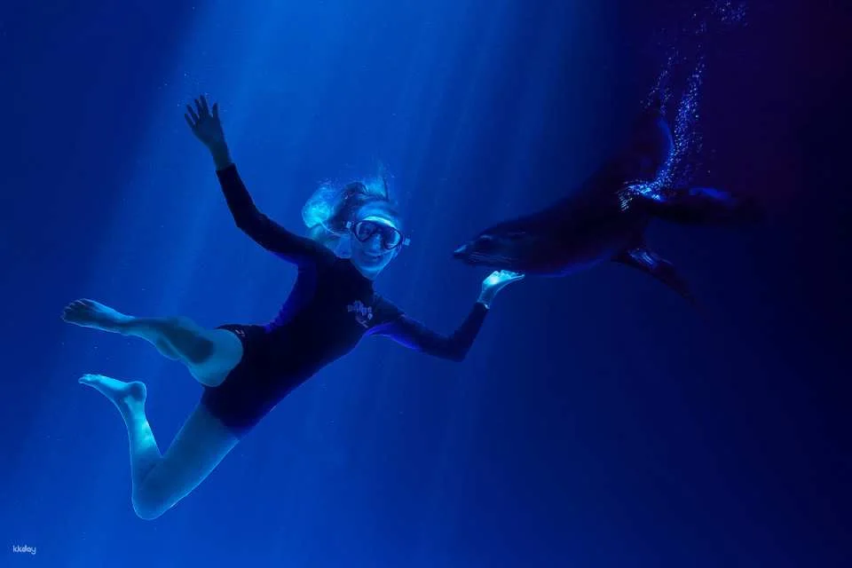 SEA LIFE Sunshine Coast Aquarium Ticket | Queensland