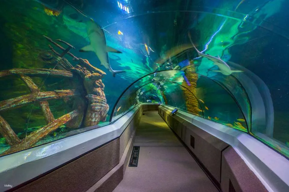 SEA LIFE Sunshine Coast Aquarium Ticket | Queensland