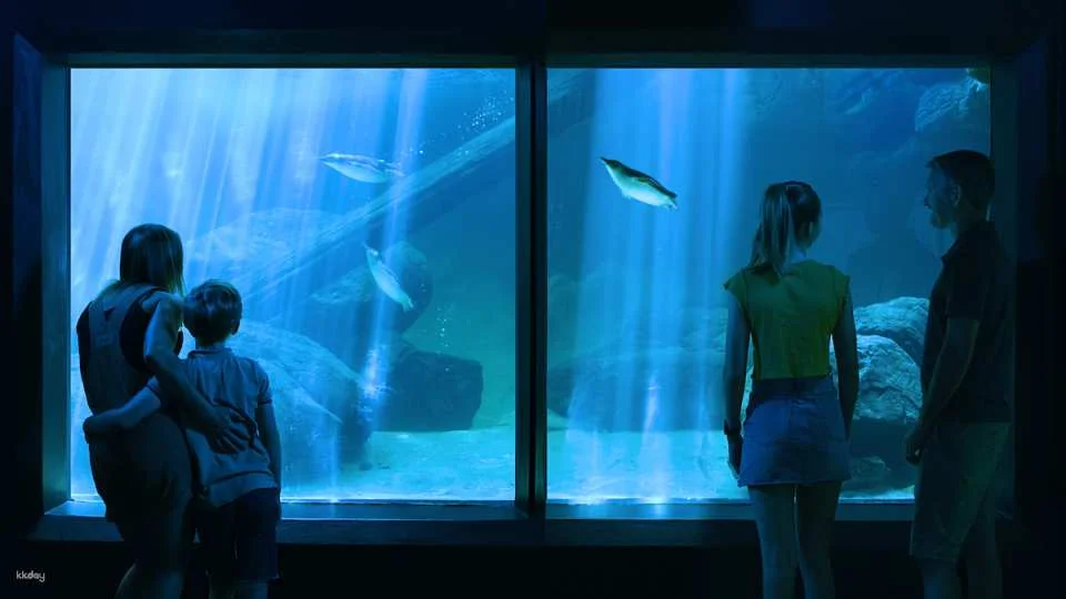 SEA LIFE Sunshine Coast Aquarium Ticket | Queensland
