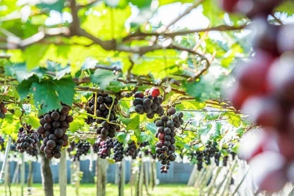 Seasonal Limited | Taichung Shin Fong Farm Fruit Picking Experience & Grapevine Afternoon Tea Time | Grape to Wine DIY Experience