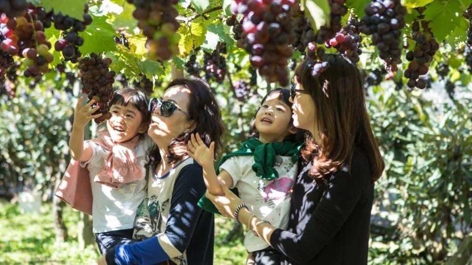 Seasonal Limited | Taichung Shin Fong Farm Fruit Picking Experience & Grapevine Afternoon Tea Time | Grape to Wine DIY Experience