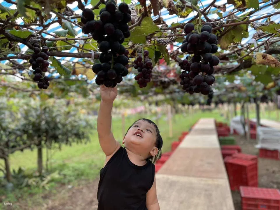Seasonal Limited | Taichung Shin Fong Farm Fruit Picking Experience & Grapevine Afternoon Tea Time | Grape to Wine DIY Experience