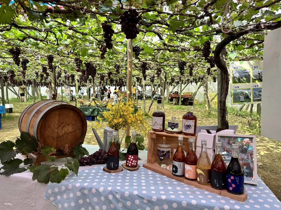 Seasonal Limited | Taichung Shin Fong Farm Fruit Picking Experience & Grapevine Afternoon Tea Time | Grape to Wine DIY Experience