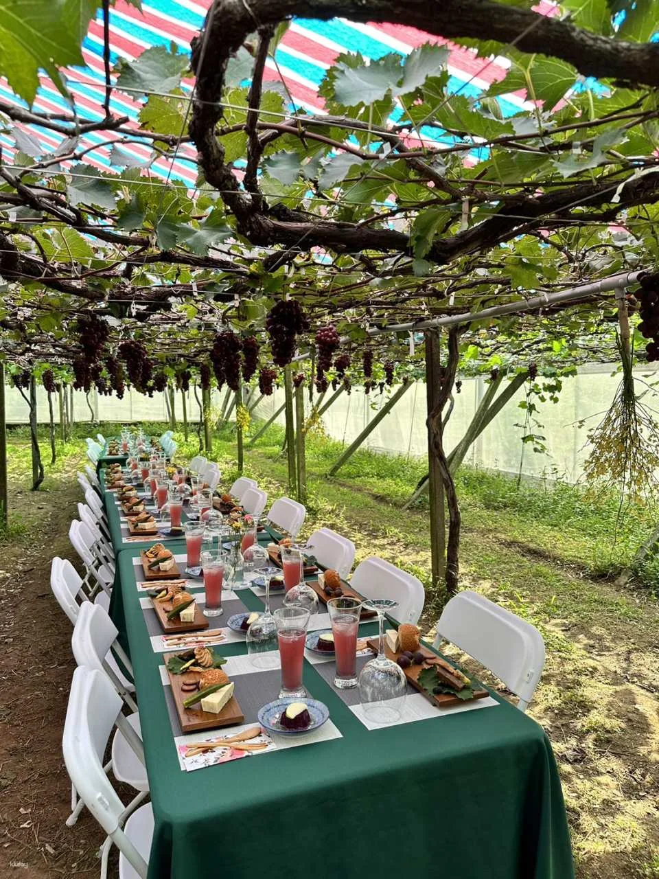 Seasonal Limited | Taichung Shin Fong Farm Fruit Picking Experience & Grapevine Afternoon Tea Time | Grape to Wine DIY Experience