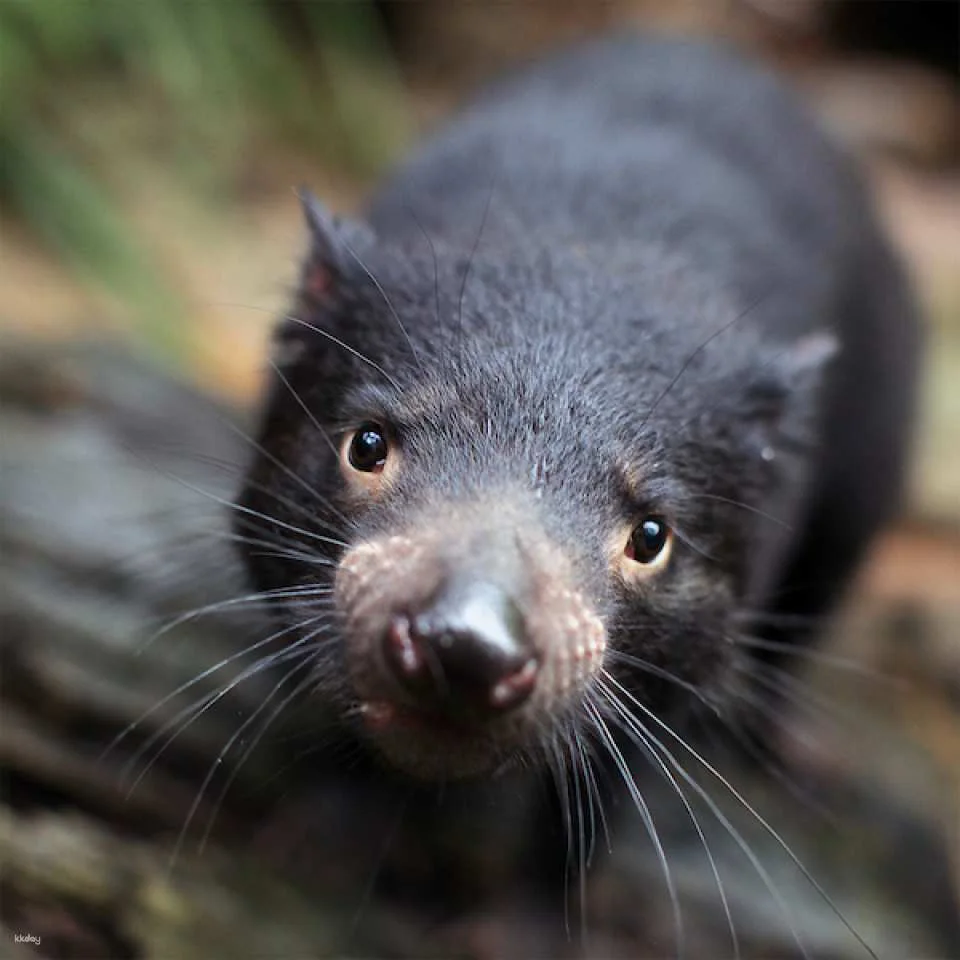 [10+ Group Only] [QR Direct Entry] WILD LIFE Sydney Zoo Ticket | Australia
