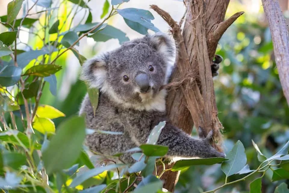[10+ Group Only] [QR Direct Entry] WILD LIFE Sydney Zoo Ticket | Australia