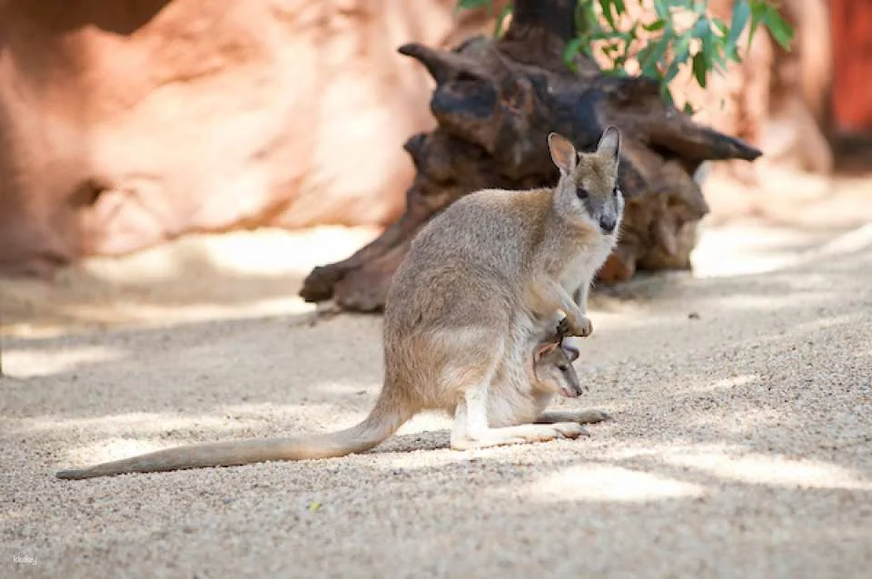 [10+ Group Only] [QR Direct Entry] WILD LIFE Sydney Zoo Ticket | Australia