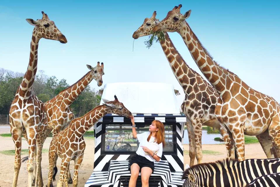 Mallika Thai Culture Experience with Safari Park Open Zoo | Kanchanaburi (133904)
