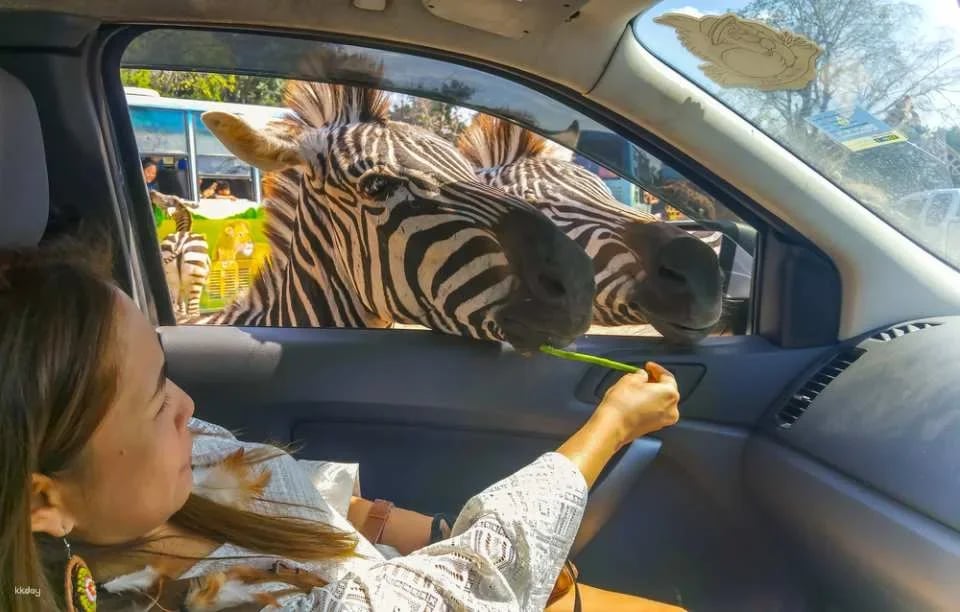 Mallika Thai Culture Experience with Safari Park Open Zoo | Kanchanaburi
