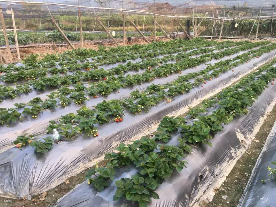 Nantou|Yongchun Farm x Strawberry Tour|Nongyou Supermarket