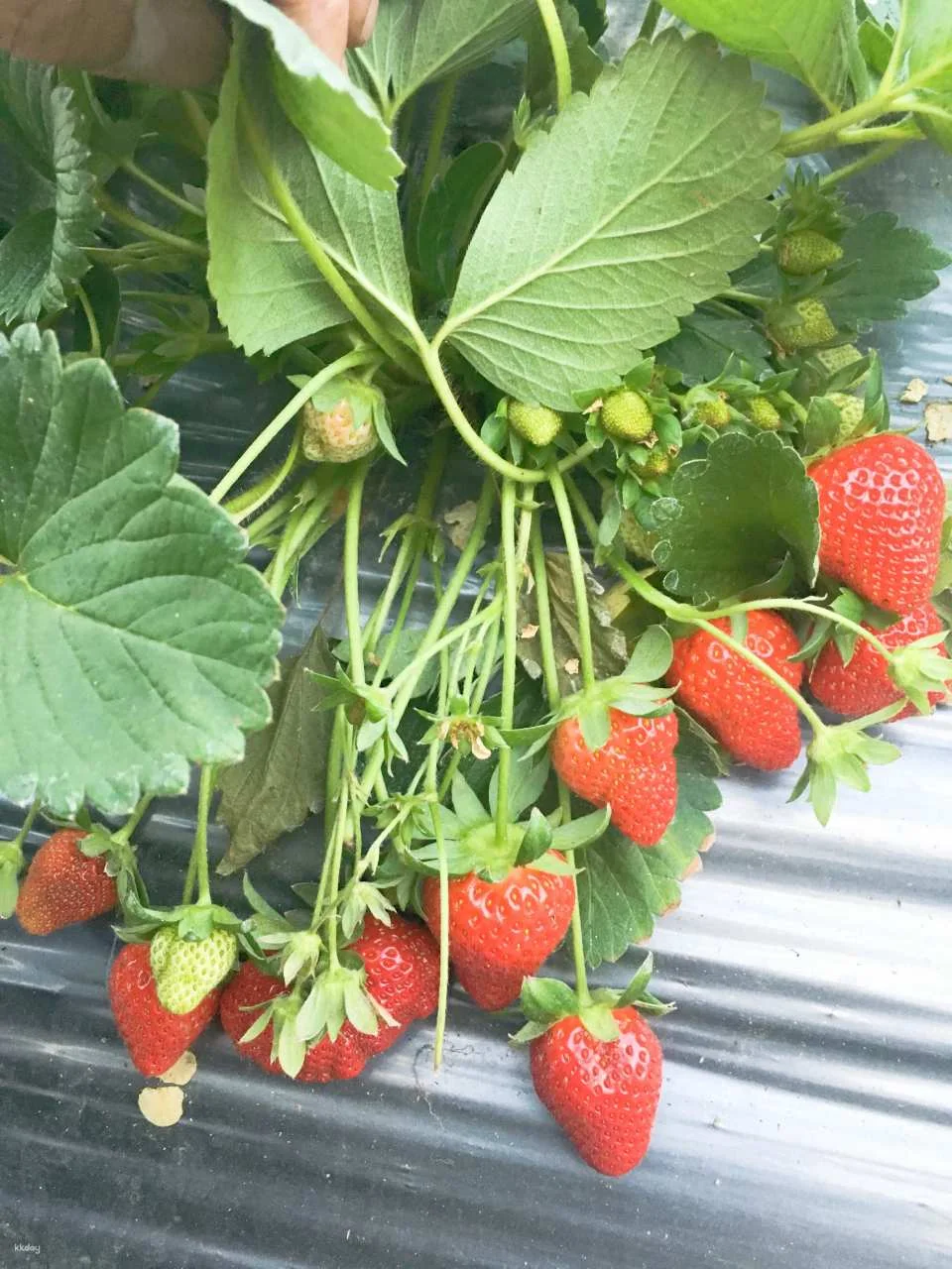 Nantou|Yongchun Farm x Strawberry Tour|Nongyou Supermarket
