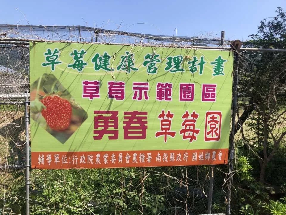 Nantou｜Yongchun Farm x Strawberry Tour｜Nongyou Supermarket