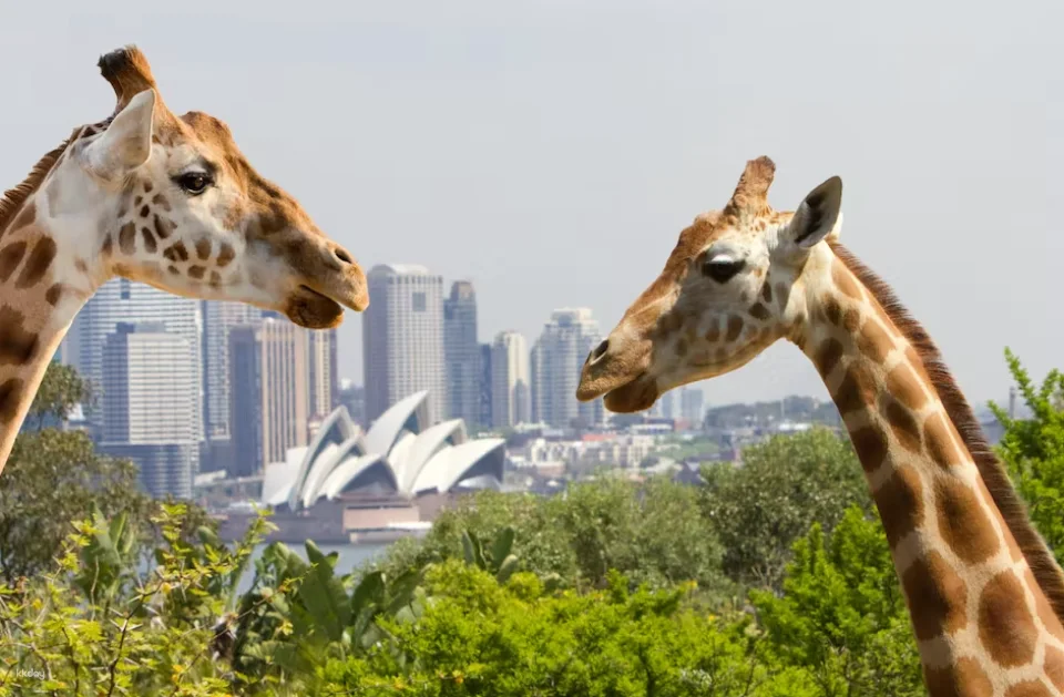 Taronga Zoo Tickets with Sydney Harbour Return Ferry
