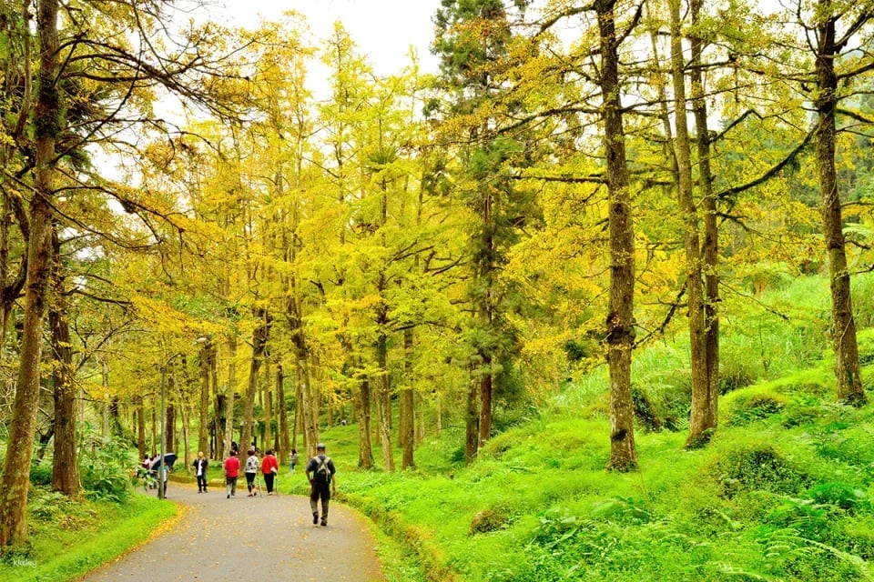 Tickets for Nantou Shuanglong Falls Colorful Suspension Bridge. Coupon ticket