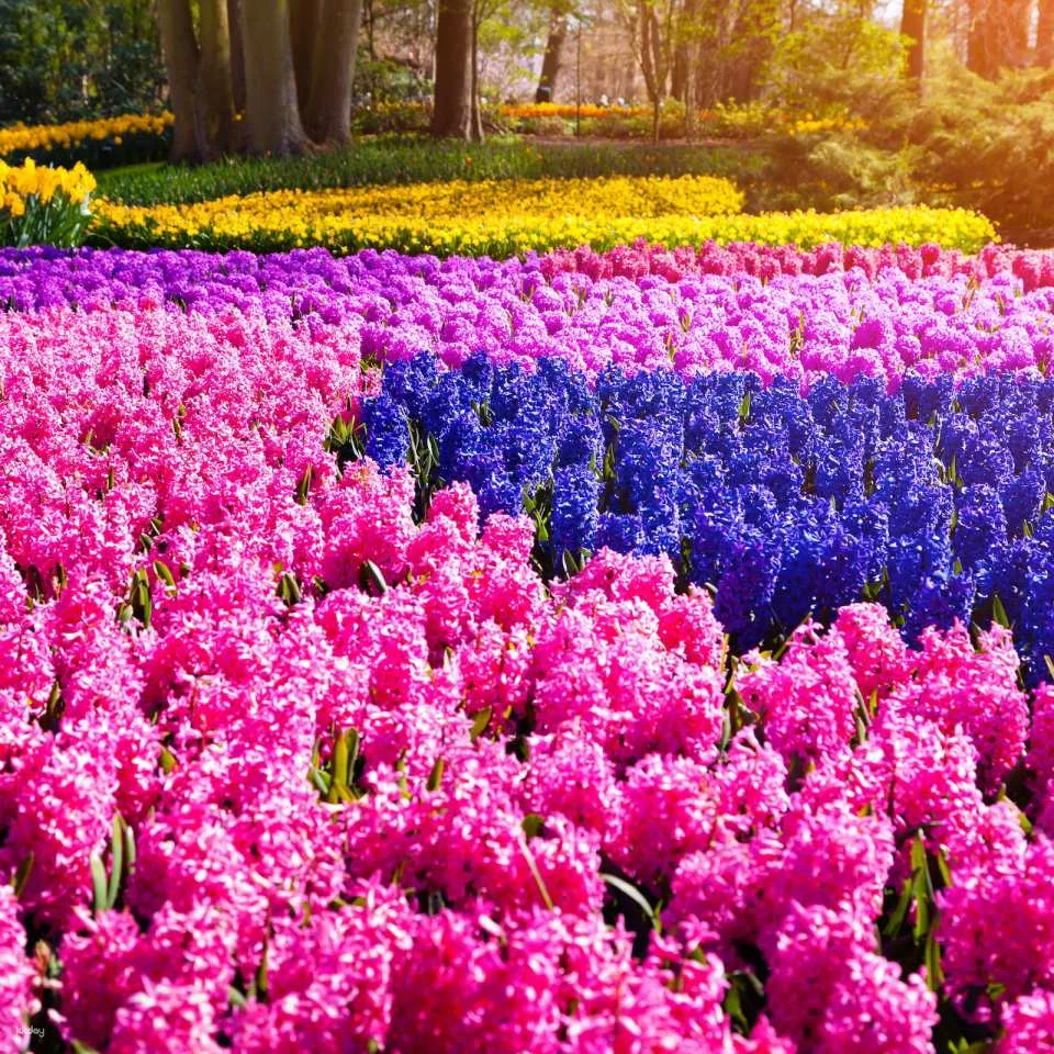 Keukenhof: Entry + Roundtrip Bus Transfer from A’dam Tower