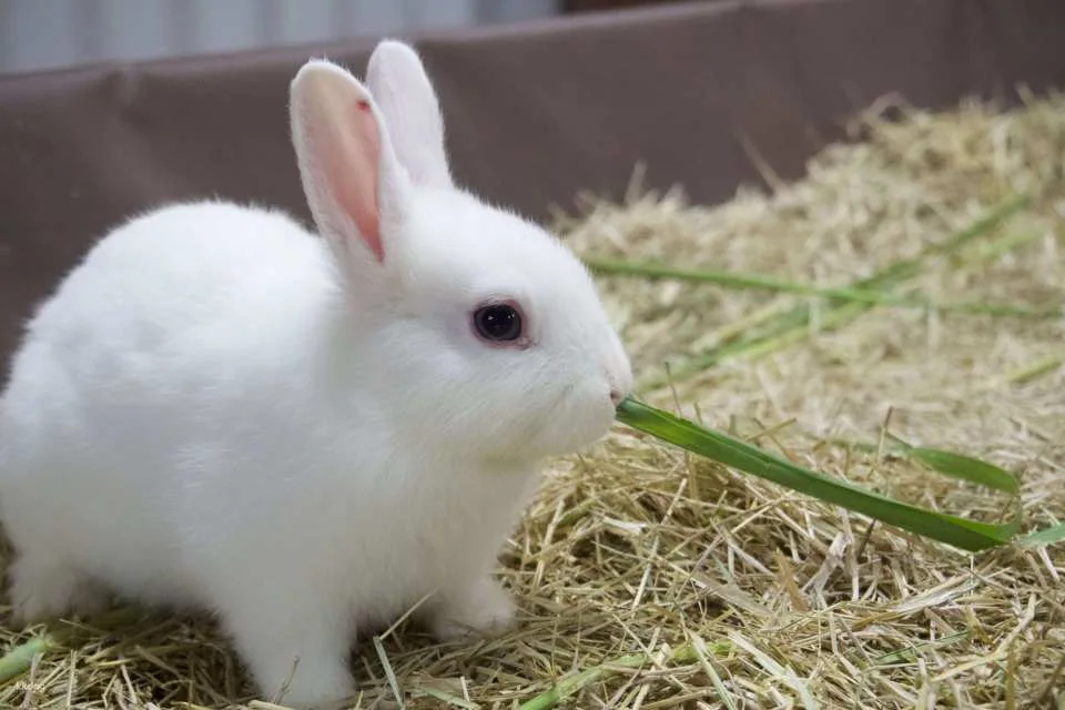 Yilan｜Yinong Ranch x One-day trip to popular attractions for parents and children (animal feeding experience)｜Agricultural Travel Supermarket