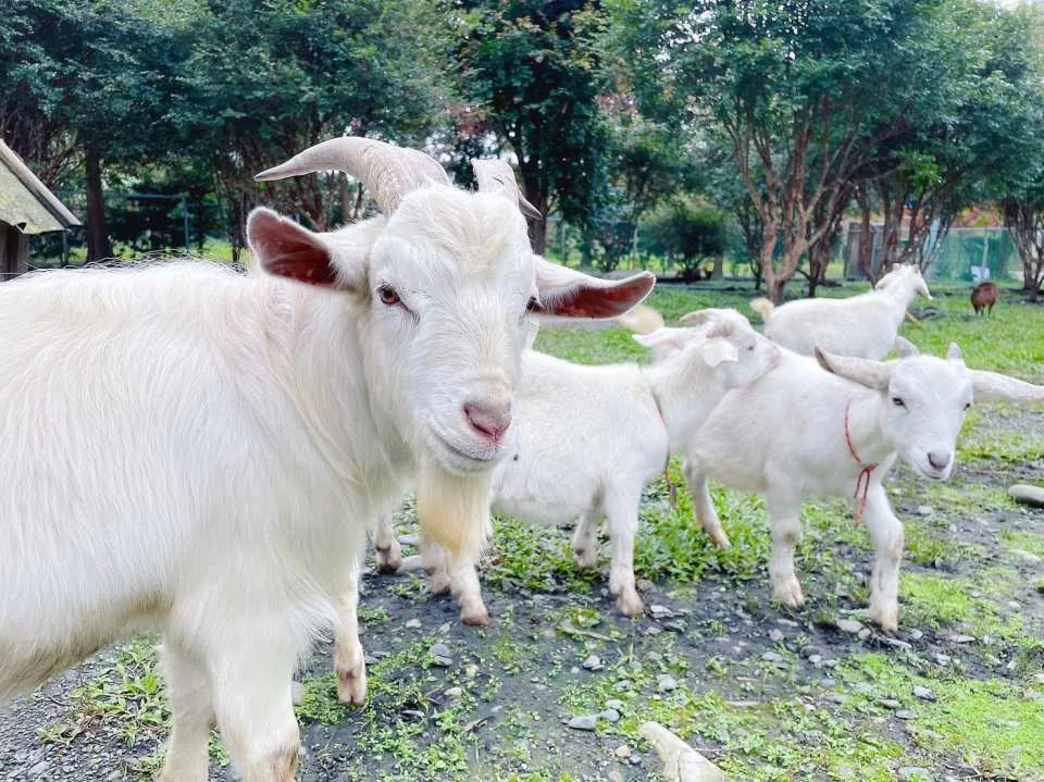 Yilan｜Yinong Ranch x One-day trip to popular attractions for parents and children (animal feeding experience)｜Agricultural Travel Supermarket